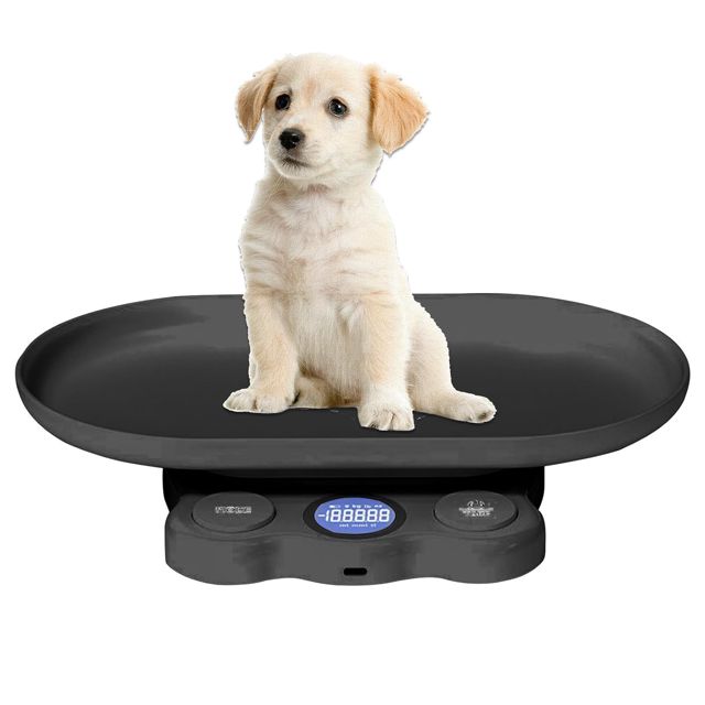 Balance pour animaux de compagnie pour chats, hamster
