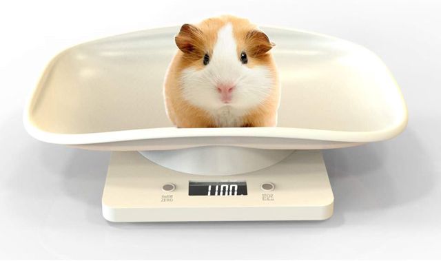 Balance Numérique pour Animaux avec écran LCD, 4 Modes de Pondération (oz/ML/LB/g) pour Les Animaux et La Cuisine Mesurant Les Chats, Les Chiens, La Nourriture, Capacité Jusqu'à 10kg/22lb