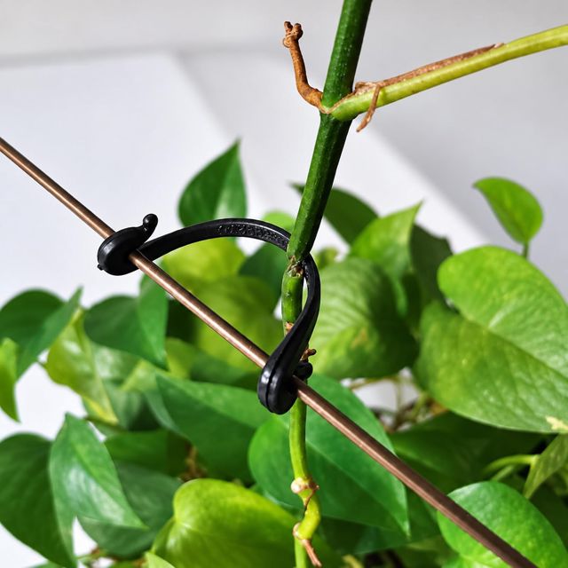Lot de 200 Attaches de Vigne Kiwi pour Plantes de Jardin - Crochets Fixes - Fourche Fixe - pour entraînement à la Culture - Ficelle